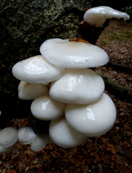 Archetypal maturing caps on fallen beech in the New Forest, Hampshire